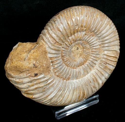 Perisphinctes Ammonite - Jurassic #5233